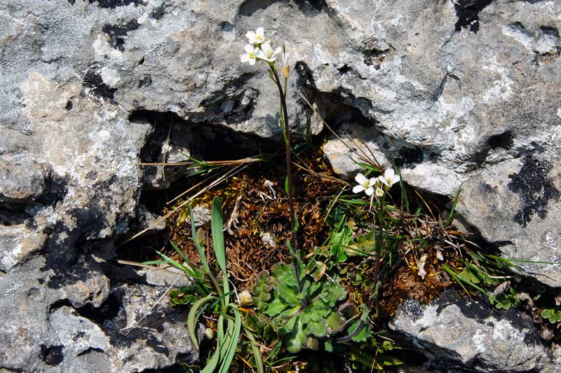 Arabis collina / Arabetta collinare